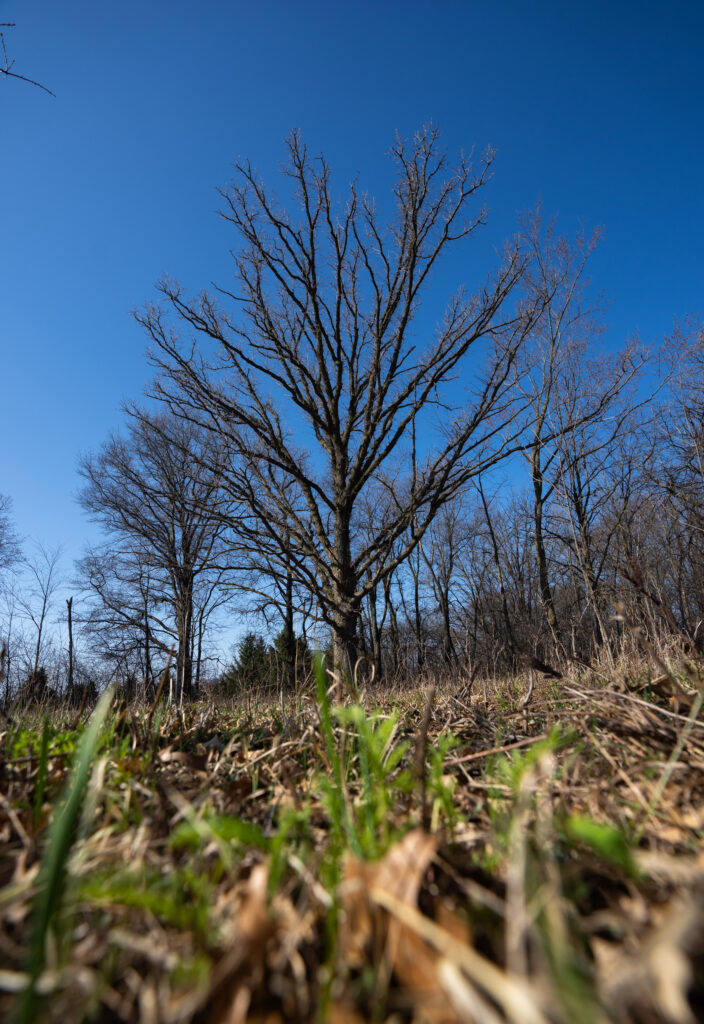 A mature oak stands amid ground cleared of brush by periodically grazing of goats and active clearing by the farm family.